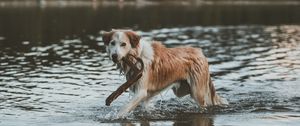 Превью обои собака, прогулка, вода, палка