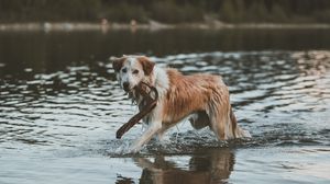 Превью обои собака, прогулка, вода, палка