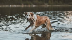 Превью обои собака, прогулка, вода, палка