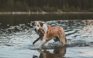 Превью обои собака, прогулка, вода, палка