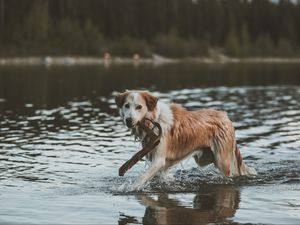 Превью обои собака, прогулка, вода, палка