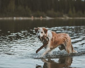 Превью обои собака, прогулка, вода, палка