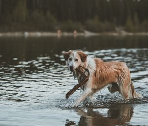 Превью обои собака, прогулка, вода, палка