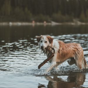 Превью обои собака, прогулка, вода, палка