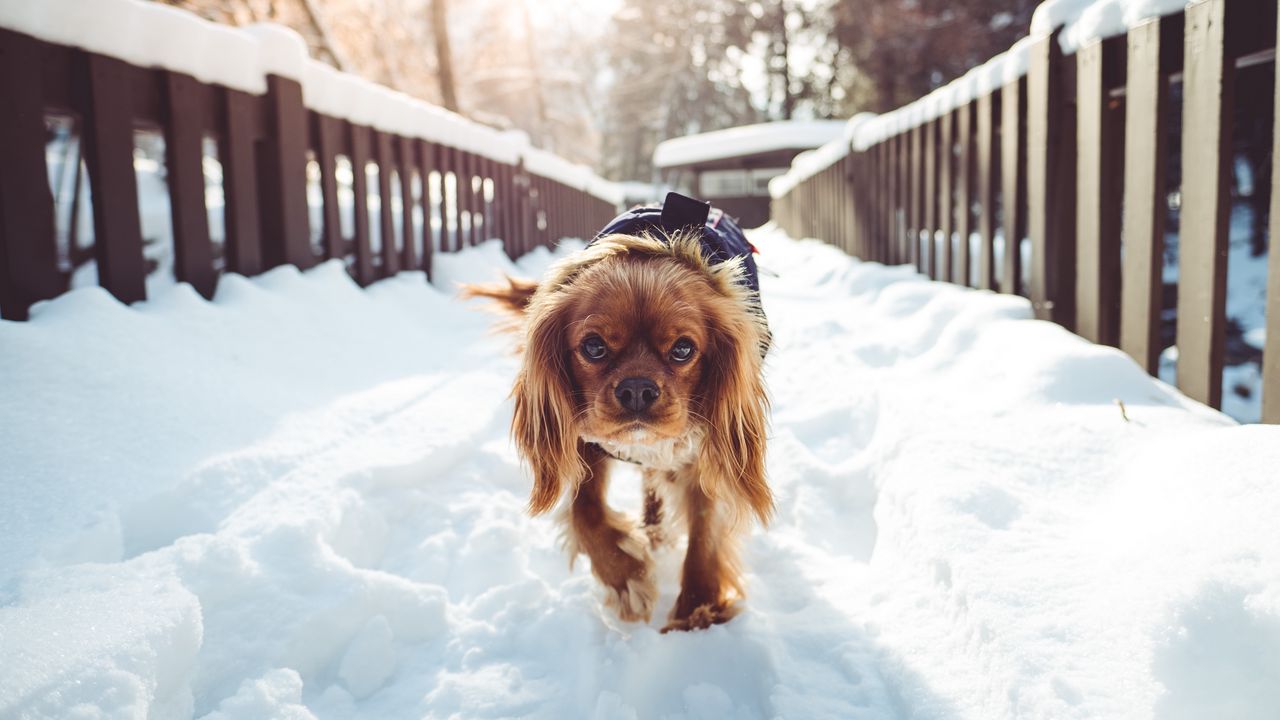 Обои собака, прогулка, зима