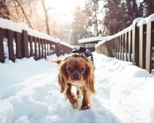 Превью обои собака, прогулка, зима