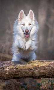 Превью обои собака, прыжок, белый, бревно