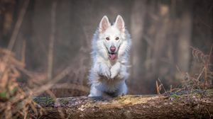 Превью обои собака, прыжок, белый, бревно