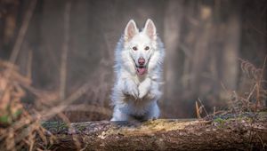 Превью обои собака, прыжок, белый, бревно
