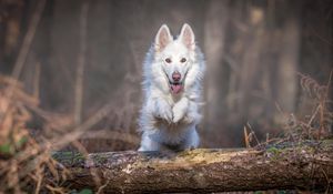 Превью обои собака, прыжок, белый, бревно