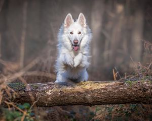 Превью обои собака, прыжок, белый, бревно
