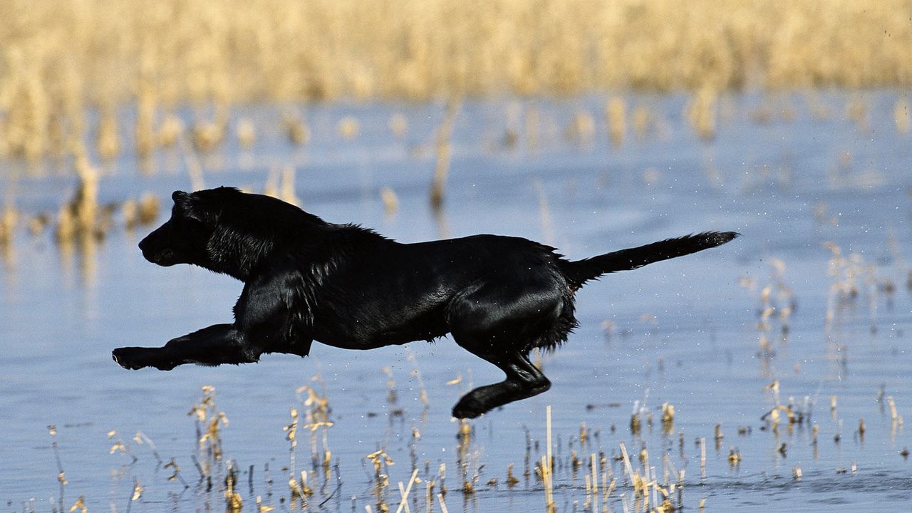 Обои собака, прыжок, охота, вода, трава