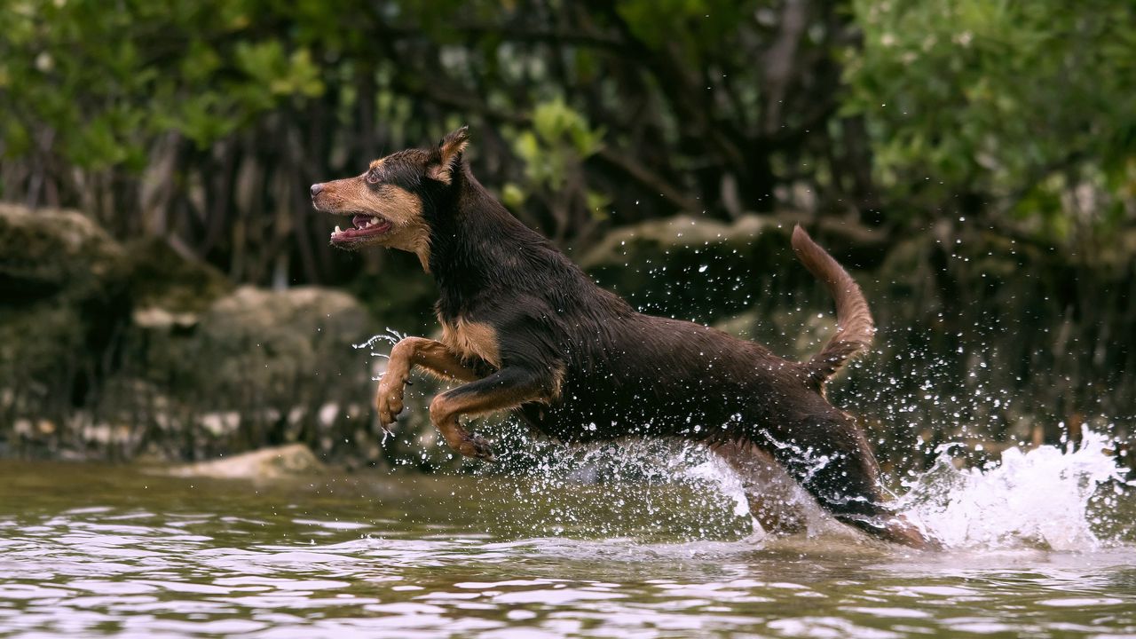 Обои собака, прыжок, вода, охота, бег, всплеск