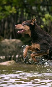 Превью обои собака, прыжок, вода, охота, бег, всплеск