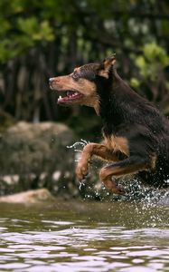 Превью обои собака, прыжок, вода, охота, бег, всплеск