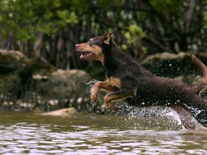 Превью обои собака, прыжок, вода, охота, бег, всплеск