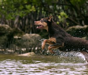 Превью обои собака, прыжок, вода, охота, бег, всплеск