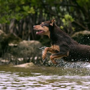 Превью обои собака, прыжок, вода, охота, бег, всплеск