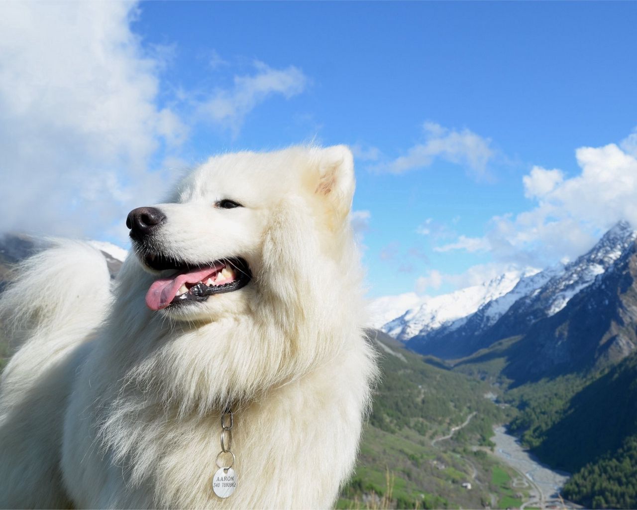 We dog is white. Самоед. Самоедская собака. Самоед в профиль. Белая собака.