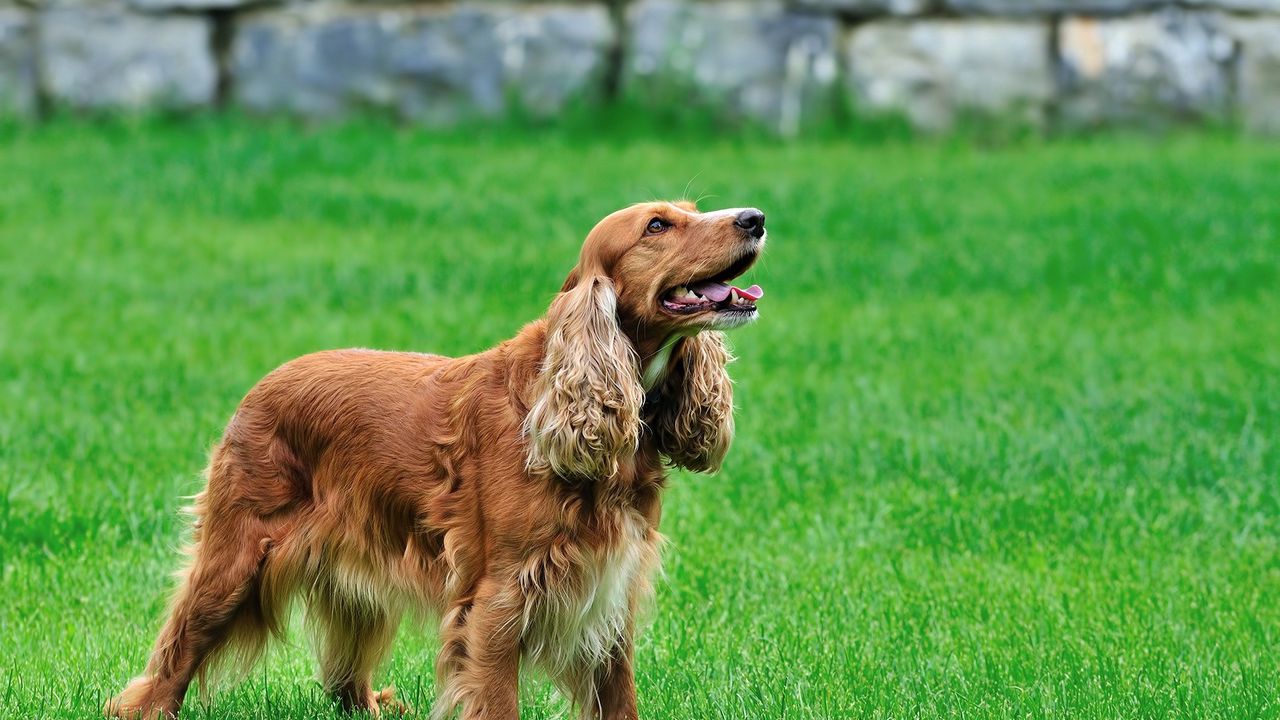 Обои собака, пушистый, кудрявый, рыжий, трава
