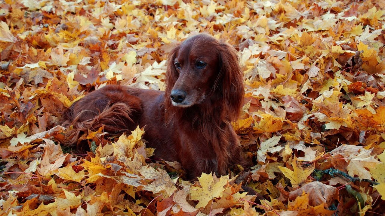 Обои собака, пушистый, листья, осень, листва