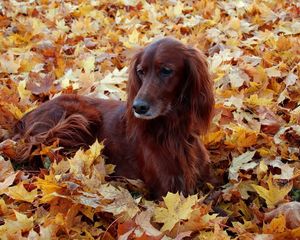 Превью обои собака, пушистый, листья, осень, листва