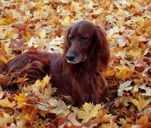 Превью обои собака, пушистый, листья, осень, листва