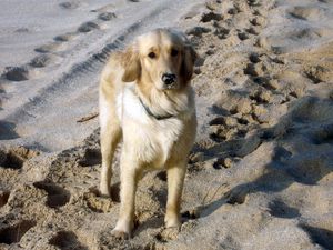 Превью обои собака, пушистый, песок