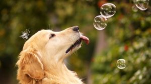 Превью обои собака, пузыри, лето