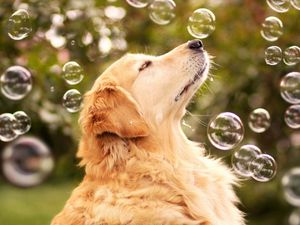 Превью обои собака, пузыри, размытость, морда, профиль