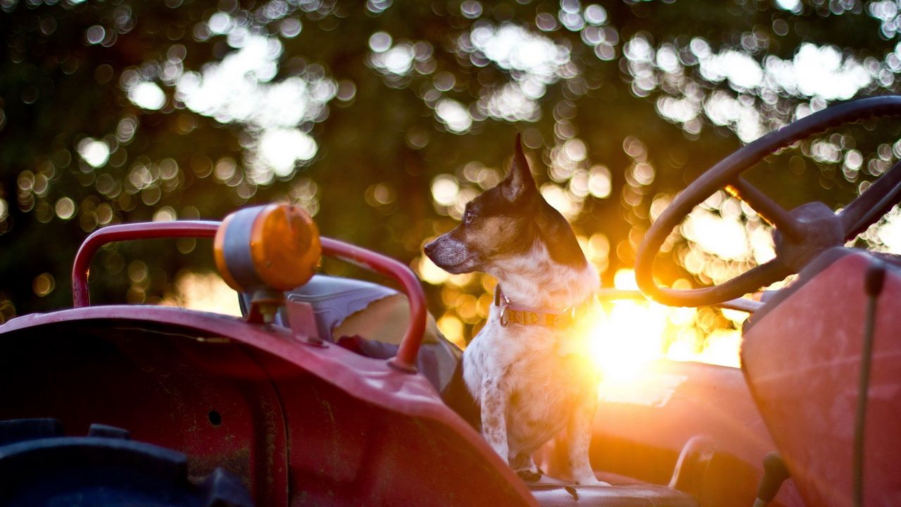 Обои собака, руль, автомобиль, ожидание, солнечный свет, блики