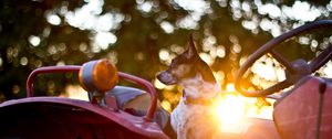Превью обои собака, руль, автомобиль, ожидание, солнечный свет, блики