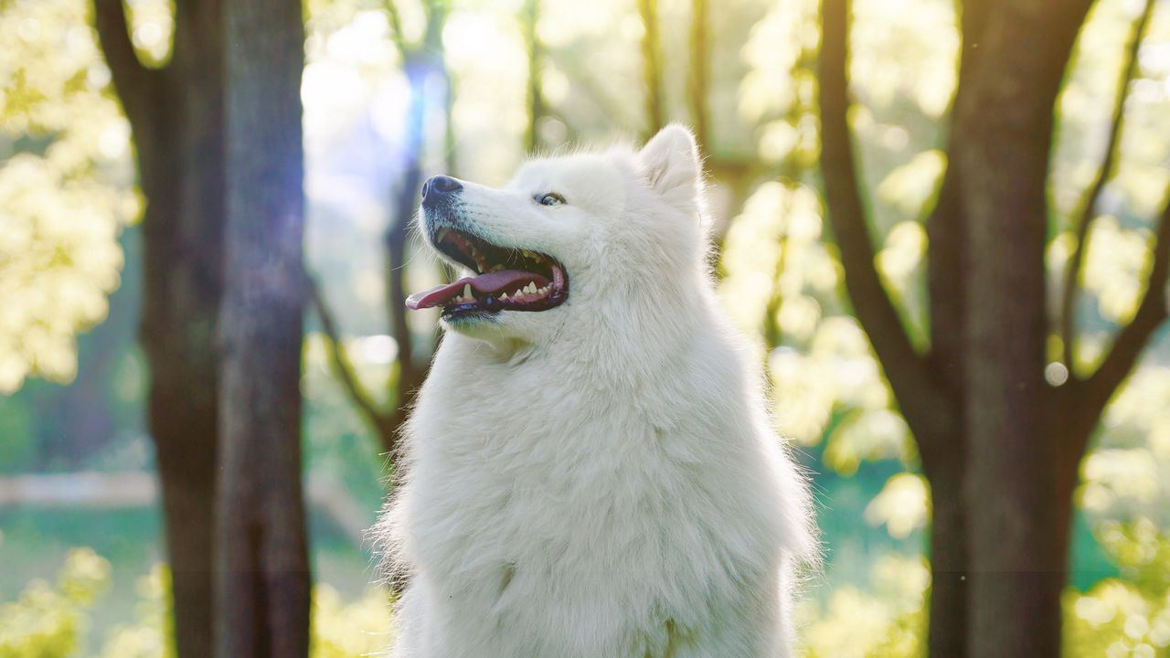 Обои собака, самоедская собака, самоед, белый, пушистый, высунутый язык