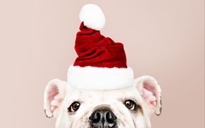Превью обои собака, санта клаус, новый год, рождество