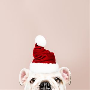Превью обои собака, санта клаус, новый год, рождество