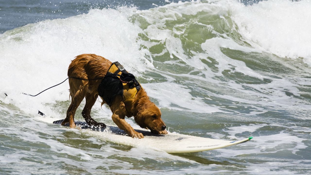 Обои собака, серфинг, вода, волны, море, прибой