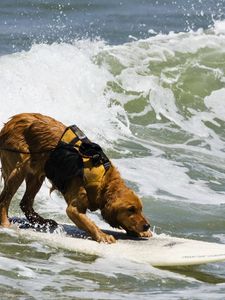 Превью обои собака, серфинг, вода, волны, море, прибой