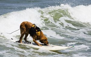 Превью обои собака, серфинг, вода, волны, море, прибой