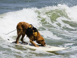 Превью обои собака, серфинг, вода, волны, море, прибой