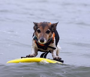 Превью обои собака, серфинг, вода