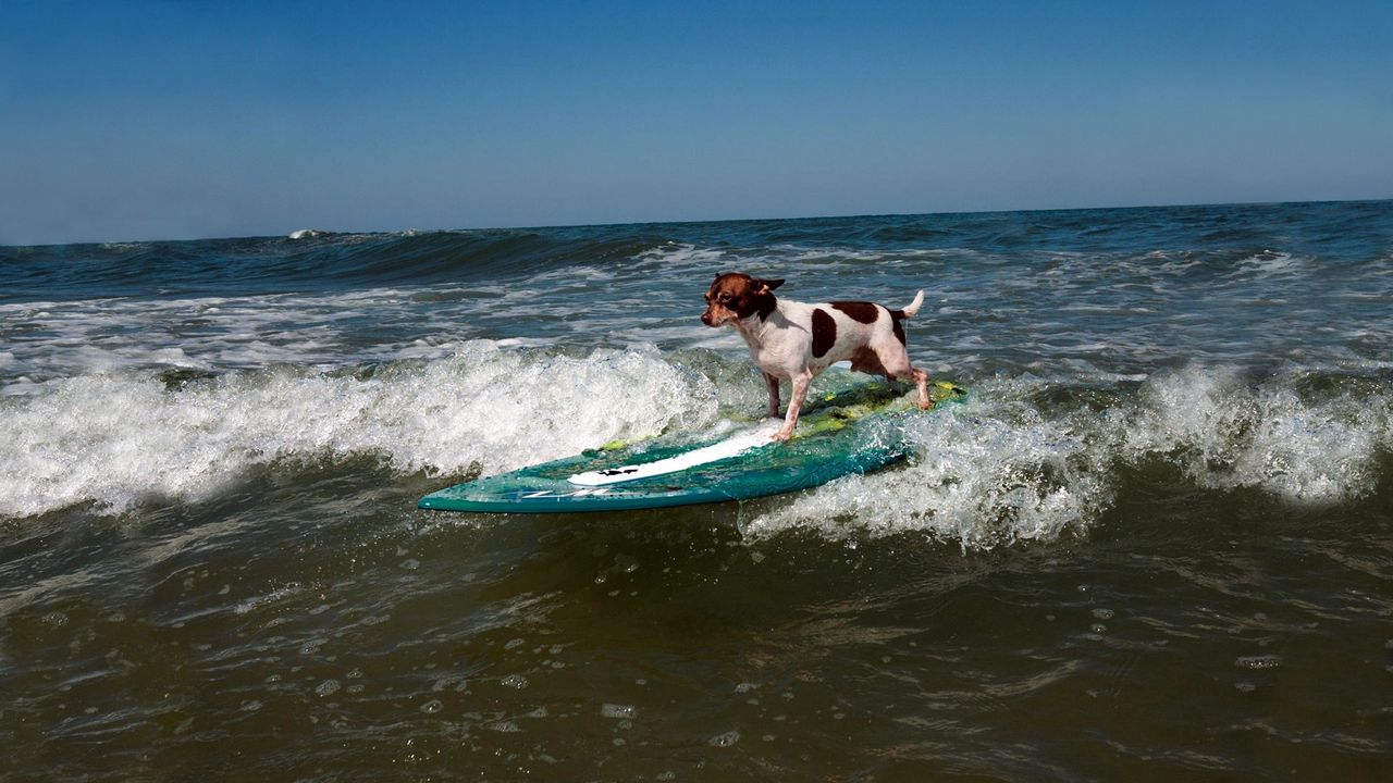 Обои собака, серфинг, волны, спорт