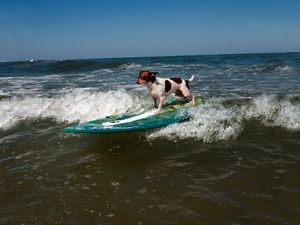Превью обои собака, серфинг, волны, спорт
