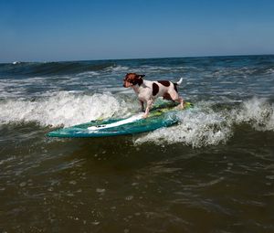 Превью обои собака, серфинг, волны, спорт