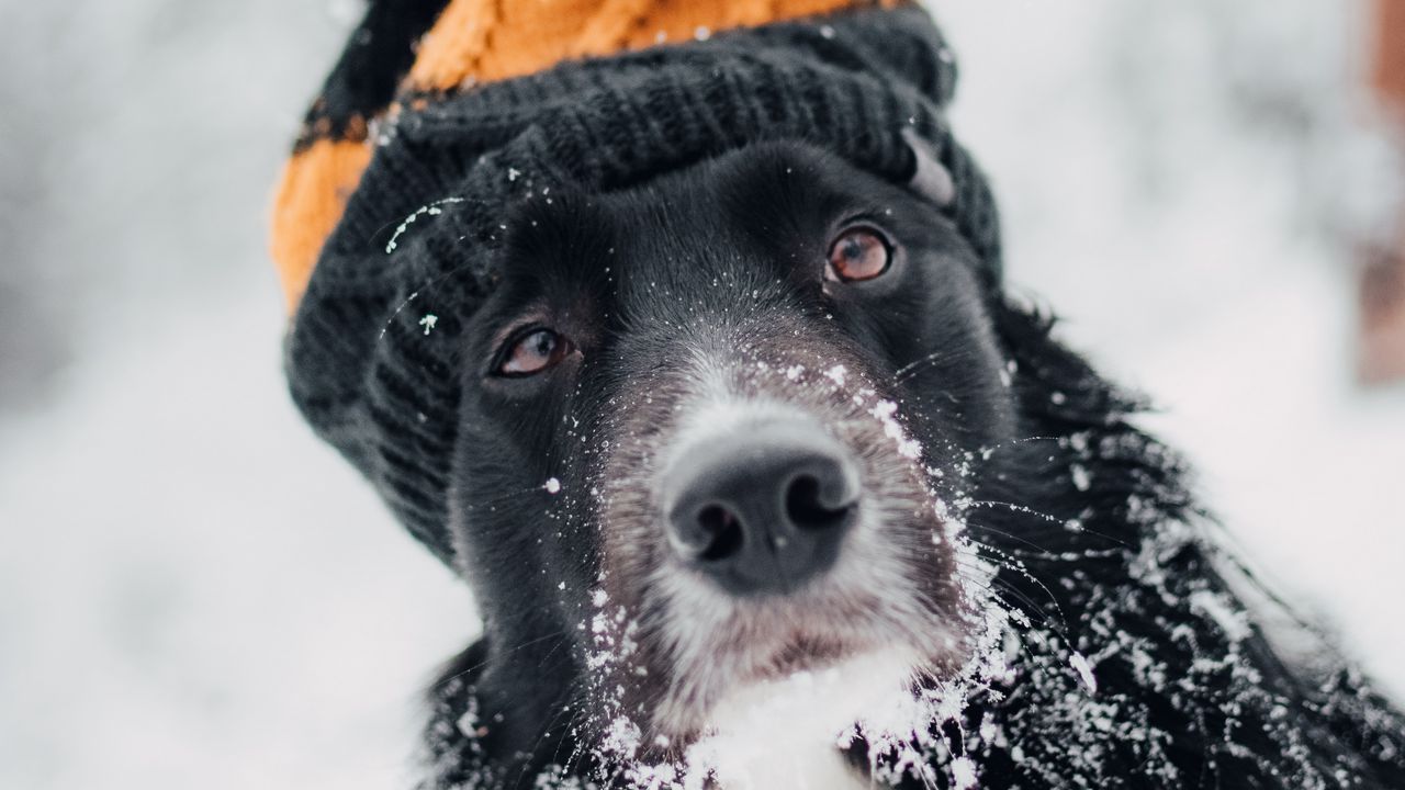 Обои собака, шапка, снег, зима, морда, размытость