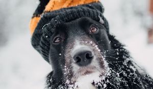 Превью обои собака, шапка, снег, зима, морда, размытость