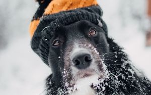 Превью обои собака, шапка, снег, зима, морда, размытость