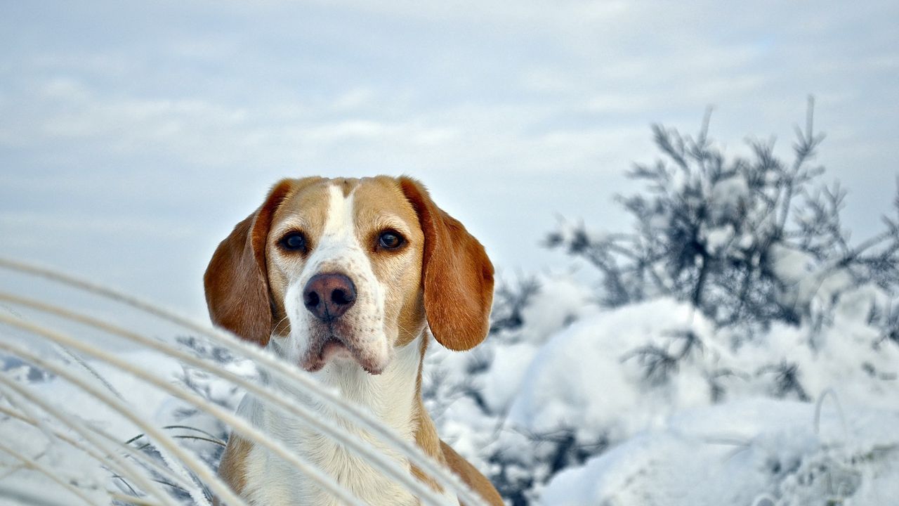 Обои собака, щенок, бигль, морда, снег, зима