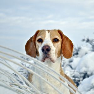 Превью обои собака, щенок, бигль, морда, снег, зима