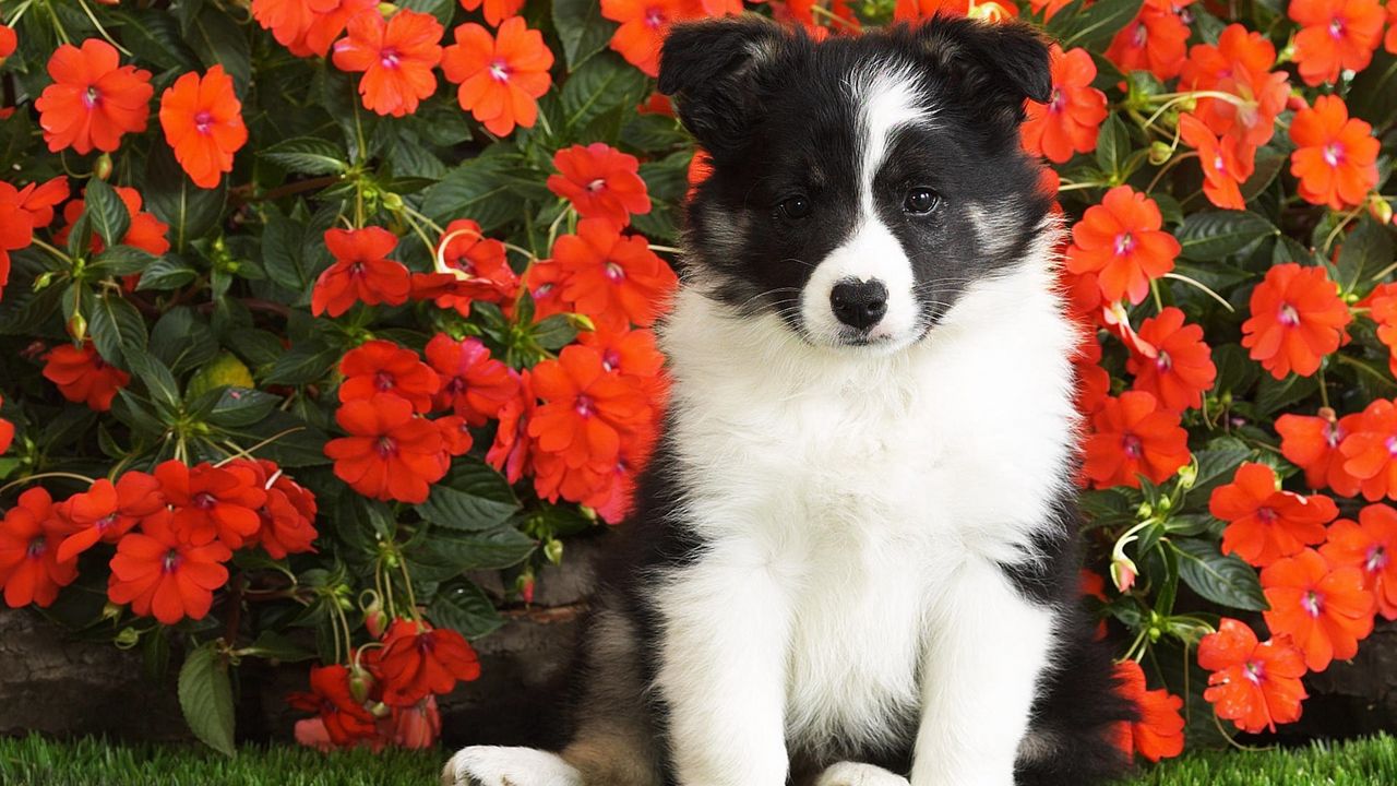 Обои собака, щенок, черный, белый, пятнистый, цветы