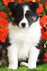 Превью обои собака, щенок, черный, белый, пятнистый, цветы